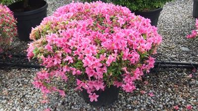 Rhododendron indicum